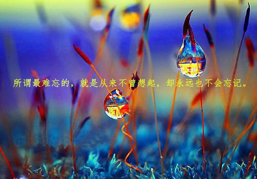 睡前小故事：健忘草的故事