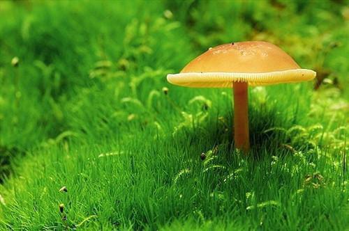 写母爱的名人名言