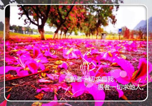 关于小鸟的睡前故事没有南飞的小鸟