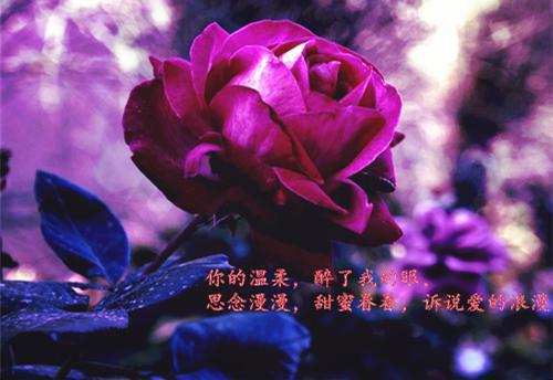 搞笑表白情书（精选5篇）
