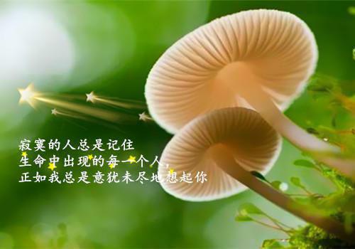 青葱岁月的唯美句子怀念青春岁月的句子