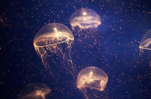 第一章皇命不可违秦偃月东方璃全文小说第2章免费阅读
