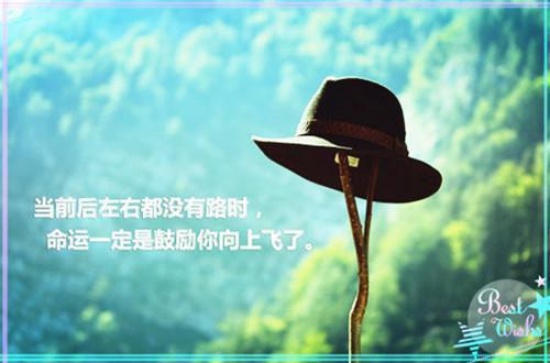 关于小猫的睡前故事令人敬佩的小猫