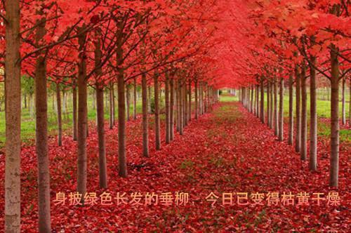 看物象识天气谚语