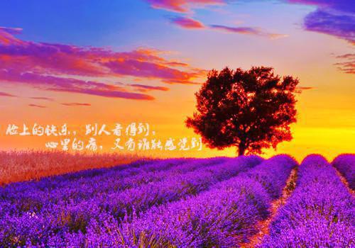 邱少云读后感15篇