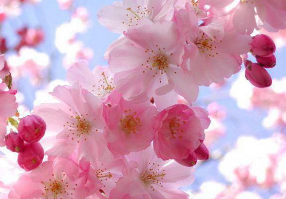 與愛情有關(guān)的愛情抒情文章
