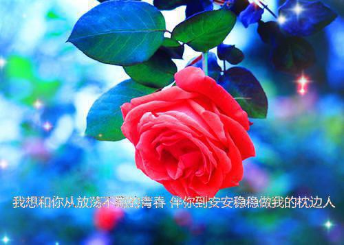花语年华恰深涯作文