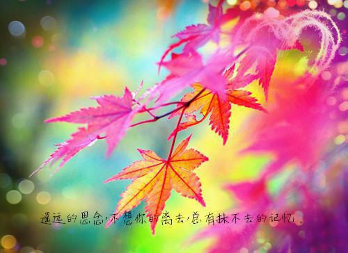 关于谢谢你爱我的散文
