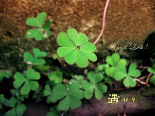 离骚读后感范文1000字