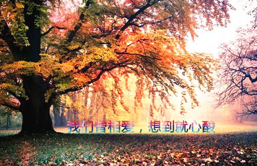 依米花的花语4篇