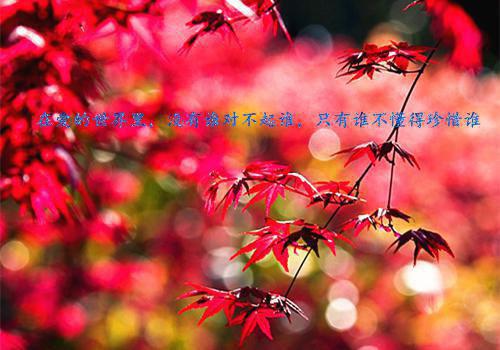 荷叶母亲读后感300字作文（精选6篇）