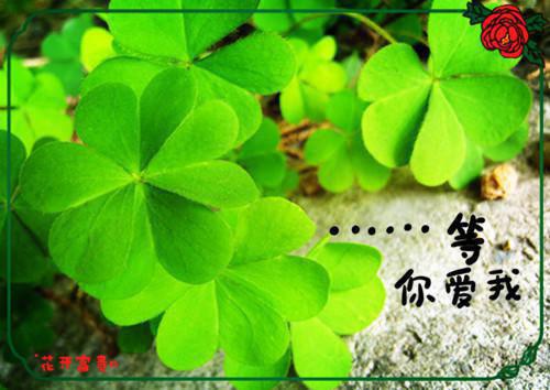 关于兔子的故事米小兔的梦想