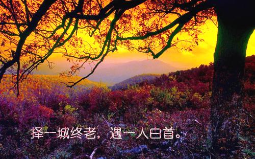 给领导的生日祝福语