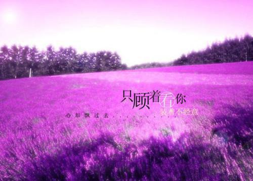 《养花》读后感500字作文