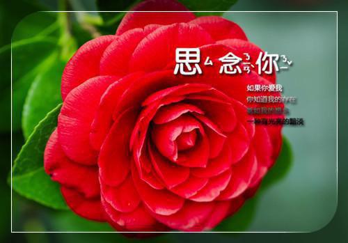 关于清明节的小学日记