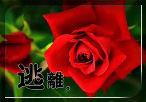 饶雪漫经典语录大全