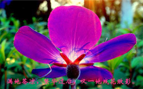 扫墓的日记500字