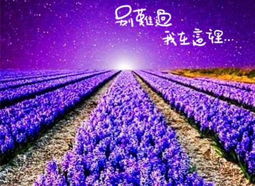 水仙花的水仙經典傳說故事精選